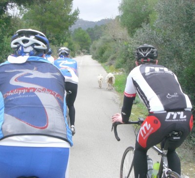 CIMG0015.Schafe jagen Hauspass.jpg