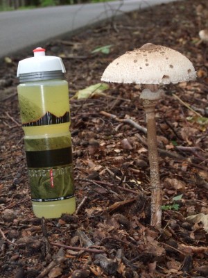 3 im Land der großen Pilze.jpg