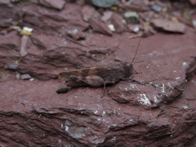 9 perfekte Tarnung.jpg